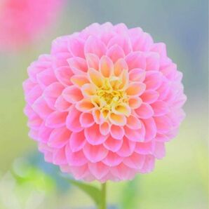 【花の種】ダリア☆ポンポン八重咲き 混色種子 20粒以上！宿根草 球根 切花