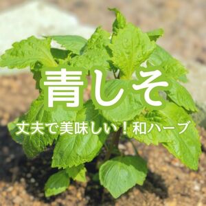 【ハーブの種】青しそ☆大葉 野菜の種子 300粒以上！和ハーブ キッチンハーブ