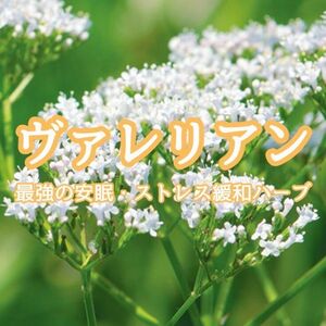 【ハーブの種】ヴァレリアン☆セイヨウカノコソウ 花の種子 約30粒！