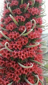 エキウム　ワイルドプレティ（Echium wildpretii）種20粒　