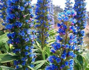 エキウム　カンディカンス　プライドオブマデイラ（Echium Candicans/Pride of Madeira）種20粒　