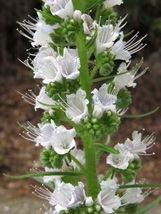 エキウム　ワイルドプレティ（Echium wildpretii）種20粒　_画像2