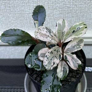 ブセファランドラ sp. バリエガータ Bucephalandra sp. variegata【斑入り】の画像3