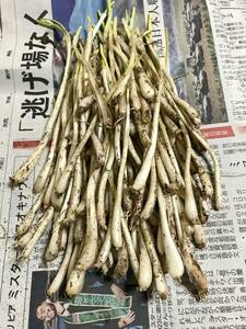  originator! Okinawa main island production! island rakkyou kind seedling 