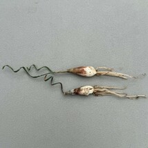 N310貴重植物 異種 Gethyllis verticillata ゲチリス ベルティシラータ 2株 _画像4
