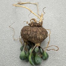 N381 pygmaea Othonnaピグマエア オトンナ　塊根植物 希少サボテン 多肉植物　特選株_画像3