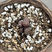 S17八重垣姫 ×プラキツム (Conophytum ficiforme ”placitum” S.H. コノフィツム フィシフォルメ フィキフォルメ プラキツム ハマー)5点_画像3