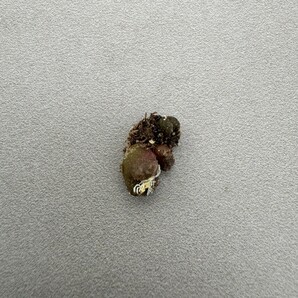 N205コノフィツム Conophytum rugosum  多肉植物 (写真の苗全部) 2点の画像4