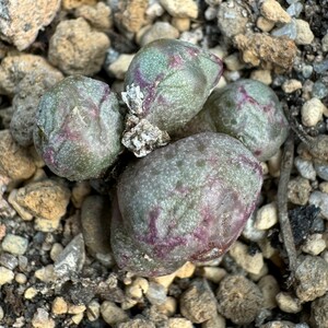 N547八重垣姫 プラキツム (Conophytum ficiforme ”placitum” S.H. コノフィツム フィシフォルメ フィキフォルメ プラキツム ハマー) 5点