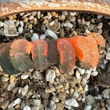 N556ハオルチア ハオルシア 玉扇錦 赤斑 多肉植物_画像1