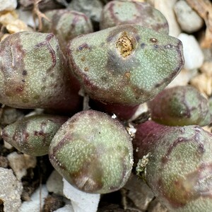 N602八重垣姫 プラキツム (Conophytum ficiforme ”placitum” S.H. コノフィツム フィシフォルメ フィキフォルメ プラキツム ハマー)8点