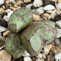 N603八重垣姫 プラキツム (Conophytum ficiforme ”placitum” S.H. コノフィツム フィシフォルメ フィキフォルメ プラキツム ハマー)4点_画像2