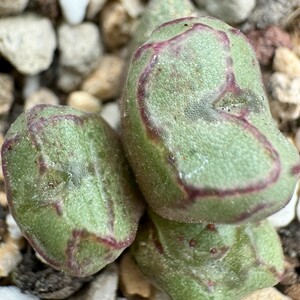 N603八重垣姫 プラキツム (Conophytum ficiforme ”placitum” S.H. コノフィツム フィシフォルメ フィキフォルメ プラキツム ハマー)4点