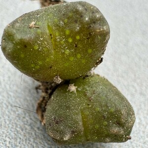 N616コノフィツム　Conophytum rugosum 　多肉植物 (写真の苗全部) 2点