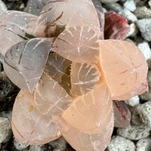 N625多肉植物　ハオルチア　ハオルシア　丸窓オブツーサ錦　極上斑　超美品_画像4