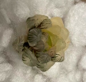 N302多肉植物　ハオルチア　ハオルシア　丸窓オブツーサ錦　極上斑　超美品