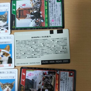 なめんなよ 昭和レトロ カード なめ猫 なめ猫免許証 BANDAI カードコレクション みけ子 三毛猫 又吉 ニャン太郎未使用パロディーカードの画像4