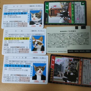 なめんなよ 昭和レトロ カード なめ猫 なめ猫免許証 BANDAI カードコレクション みけ子 三毛猫 又吉 ニャン太郎未使用パロディーカードの画像2