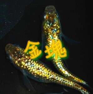 “メダカの卵屋さん” 直めだか沖縄血統　金塊　有精卵10個+α 種親現物　極上個体