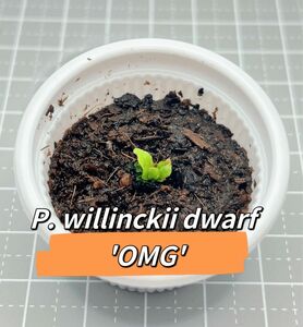 ビカクシダ P.willinckii dwarf 'OMG'