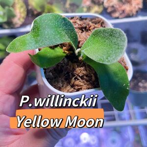 ビカクシダ ウィリンキー　イエロームーンP.willinckii 'Yellow Moon