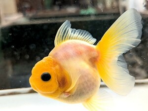 ★らん弐ちゃんファーム★│243│　ローズテールオランダ　明二歳魚 　約10cm　雄