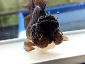 *... Chan farm *I319I Panda rose black three -years old fish approximately 12cm female 