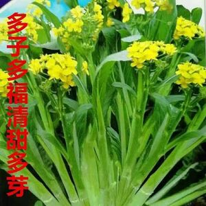 中国野菜　多子多福甜菜心60粒　油菜苔　菜心　アスパラ菜