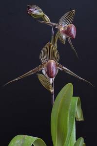 洋蘭　パフィオ（Paph）　rothschildianum　開花中！（その1）