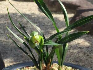 中国春蘭 「翠蓋　水晶芸」１本花付き　シュンラン　古典園芸