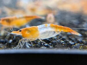 [OSH] orange ru Lee shrimp 35 pcs 