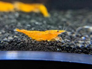 [OSH] orange Cherry shrimp 5 pcs 