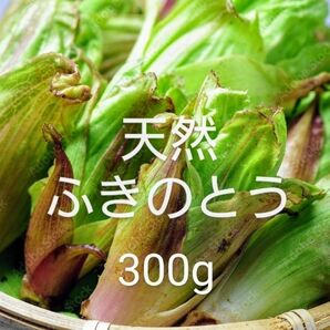 岩手県産　終盤天然　ふきのとう　300g