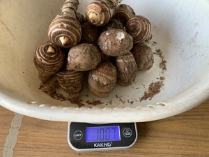 里芋のタネ芋「土垂れ種」２５個前後／１kg／￥５００　小芋栽培、残り３kg 僅かです！　送料別途