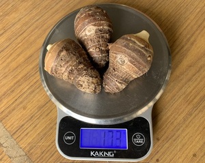 タネ芋「タケノコ芋・京芋」１kg/￥６００　１５〜２０個／１ｋｇ　種芋です！　送料は全国一律ではありません（文中に記載してます）