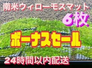 南米ウィローモスマット6枚セット　6cm×4cm 6枚　南米ウィローモス　無農薬　そのまま使用可能です