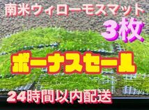 南米ウィローモスマット　3枚セット　6cm×4cm 3枚　南米ウィローモス　無農薬　そのまま使用可能_画像1