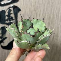 【龍園觀】No.145 特選 アガベ 多肉植物 チタノタ 黑鯨 強棘 極上株 3株_画像5