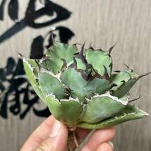 【龍園觀】No.213 特選 アガベ 多肉植物 チタノタ 黑鯨 強棘 極上株_画像2