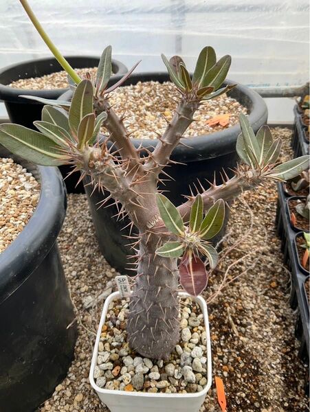 Pachypodium saundersii パキポディウム サウンデルシー 白馬城　塊根植物