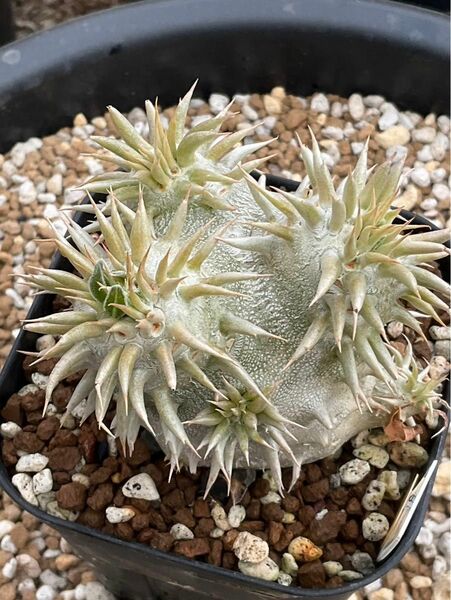 Pachypodium eburneum パキポディウム エブレネウム　実生苗