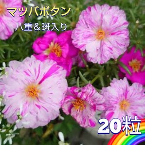 【20粒】斑入りマツバボタン『ペパーミント』コンパクトながらボリュームのある花が素敵♪ 暑さめちゃくちゃ強いです♪ 送料73円〜の画像1