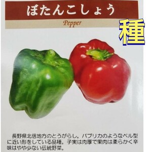 【４粒】ぼたんこしょう　長野県北信地方の伝統野菜！　辛味少なめ　送料73円〜