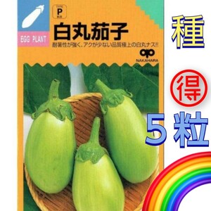 ◆セール◆【５粒】白丸茄子　耐暑性抜群！　アクの少ない品質極上の白丸ナス♪　送料73円〜