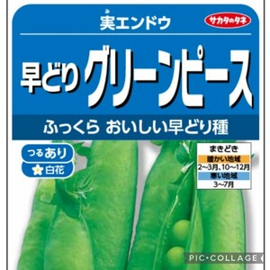 出品限り【10粒】極早生　ふっくらグリーンピース　甘み強め♪　豆ご飯＆サラダにも♪　ボリュームのある豆です♪　送料73円〜