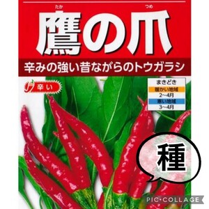 【25粒】とうがらし　鷹の爪　昔ながらの辛味の強い品種です♪　送料73円〜