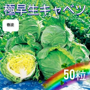 【50粒】極早生キャベツ『春波』送料73円〜