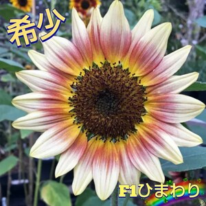 希少F１ひまわり『ジプシーチャーマー』【５粒】鮮やかナコントラストが人気♪　花径15〜20cm　切り花　ドライフラワー　送料73円〜