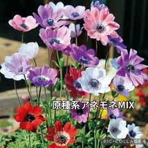 3/20までのセール【５球】原種系アネモネ『フルゲンスMIX』植えっぱなしOK　送料73円〜_画像1