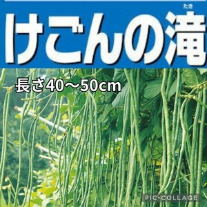 【５粒】インゲン『けごんの滝』暑さ乾燥に強い！　育てやすい品種です♪　送料73円〜